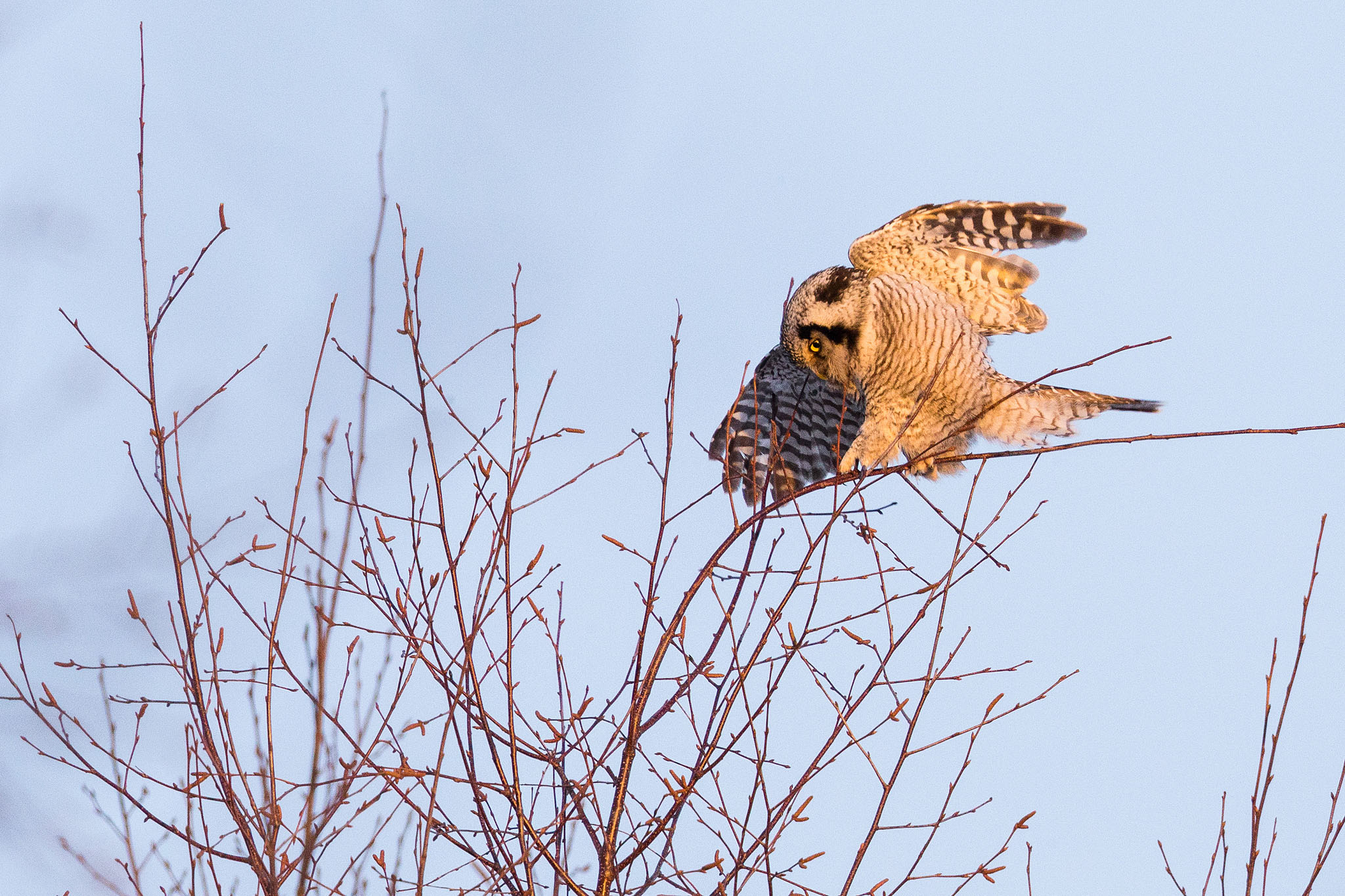 Hawk Owl - North Sweden Birds of Prey