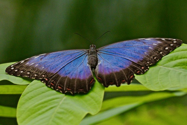 Mariposa blue