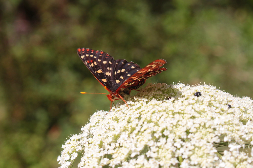A checkerspot stops by to say hello