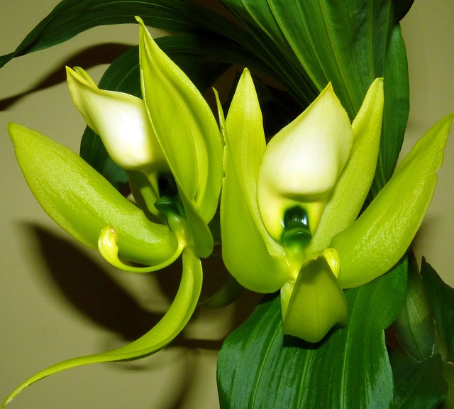 Cycnoches chlorochilon species orchid