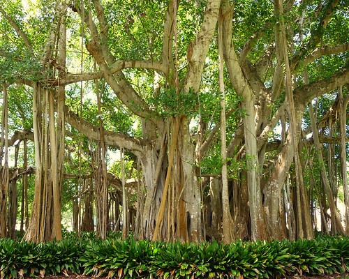tree florida roots tropical sarasota banyantree thomasedison rootedinfriendship p114008335 thejohnandmableringlingestate