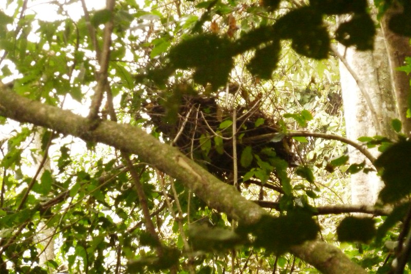 Rwanda 2010: Nyungwe | Flickr