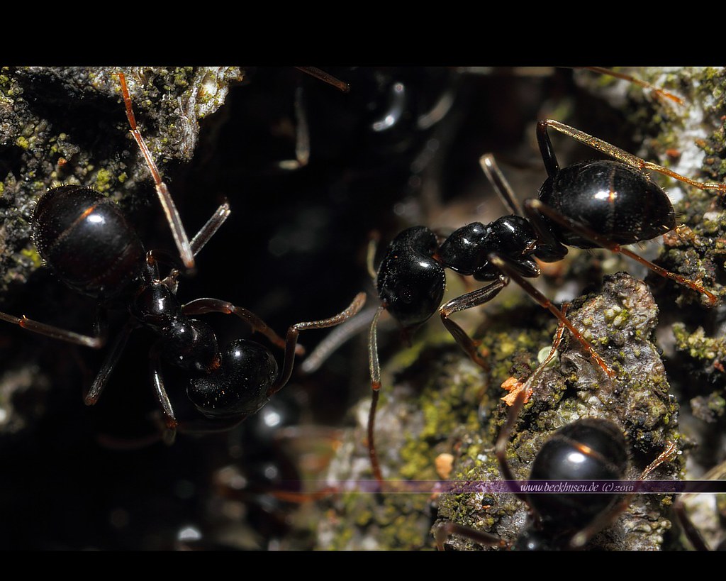 Small black Ants 1460 | These are the small black ants. Usua… | Flickr