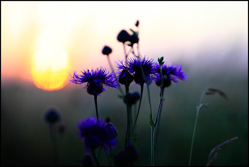 5525 by Ulf Bodin, 5DII & 85LII @ F/1.6, ISO 200, 1/1000sblue sunset summer flower skåne sweden scania solnedgång c