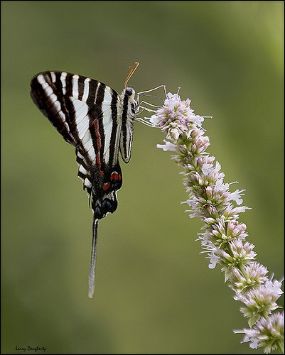 I am..... Zebra Swallowtail! by Larry Daugherty (slow for awhile)