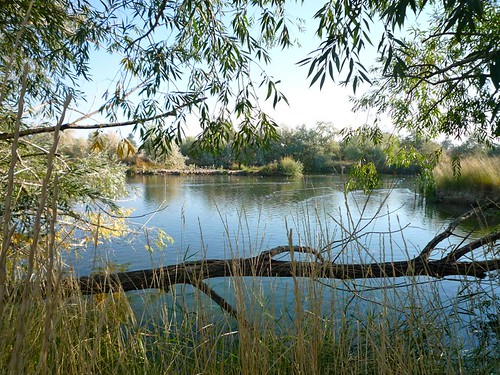 reflection water pond flora idaho willow waterfowl nampa wilsonponds trophypond