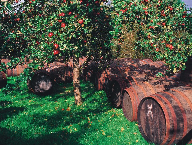 In the cider orchard, Somerset