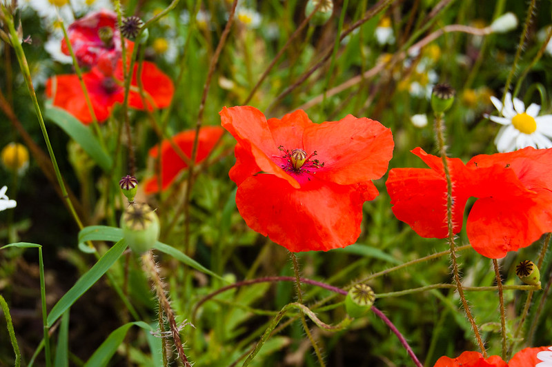 Poppies