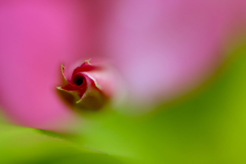 "Think of all the beauty still left around you and be happy." | by fathunas