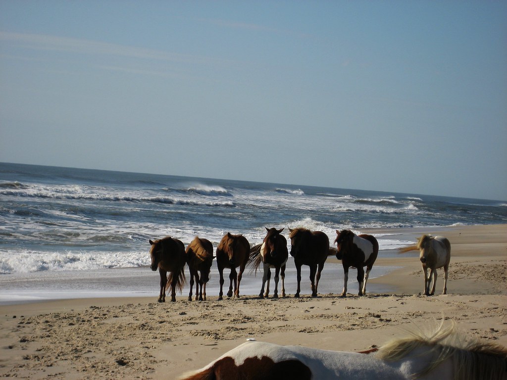 Wild Horses - Assateague Island National Seashore