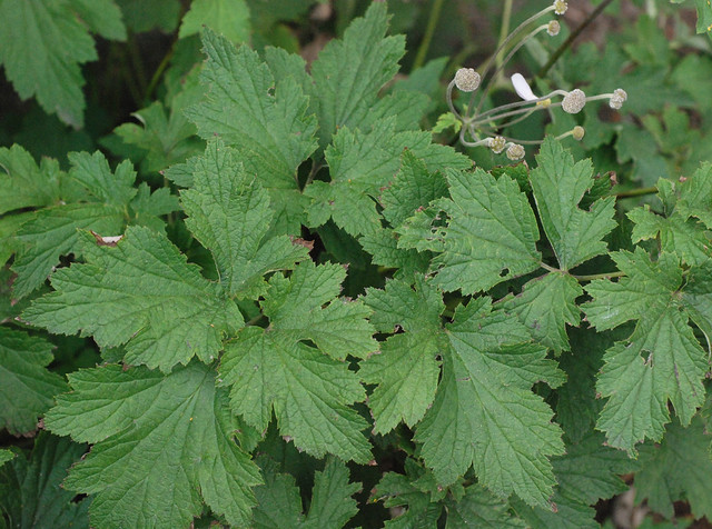 rough, toothy trifoliate basal leaves, grapeleaf anemone