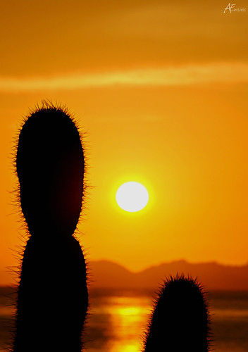 family sunset cactus orange sun sol familia sonora mexico atardecer nikon father padre naranja nationalgeographic nikond3000 dblringexcellence anaencinas