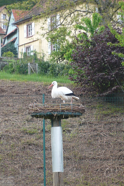 Stork / Cigogne