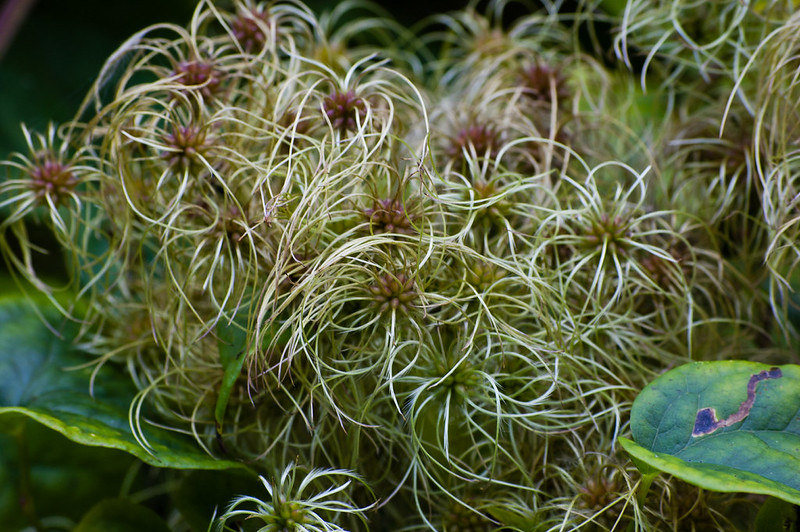 Old man's beard