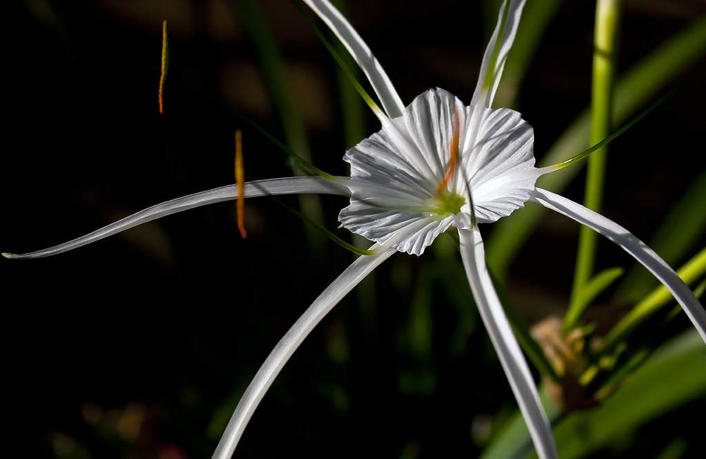 IMG_8290 White flower | Katerina Korfiati | Flickr