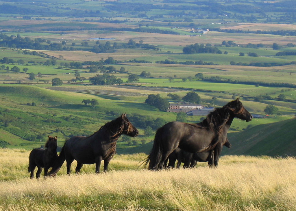 Wild horses, Dufton Fell, Appleby Cumbria