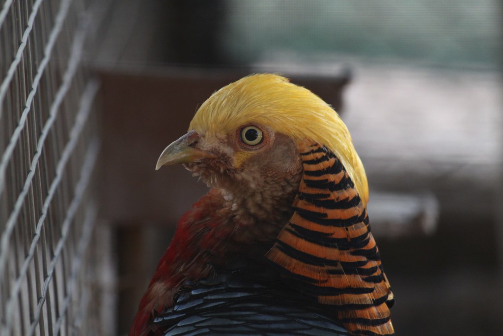 Faisan Real | Algunos animales en el zoologico de mexicali | H-Lo. | Flickr