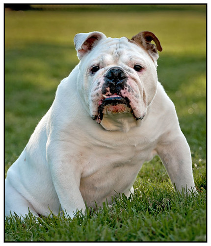 Bulldog01 | Some images from a Bulldog photo shoot. | bpanting | Flickr