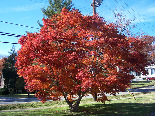 Japanese Maple - Fall 2010 003 | by wheatley41
