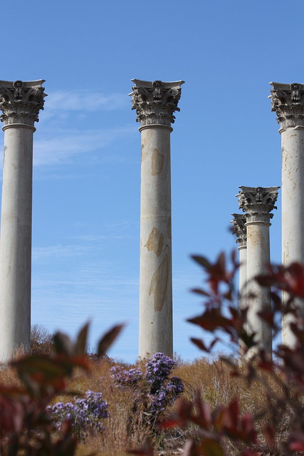 Purple Flowers with Columns at the National Arboretum