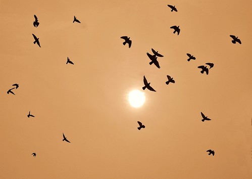 sunset india nature birds silhouette fly flying day pigeons flock sortie nikond3000 mygearandmepremium mygearandmebronze mygearandmesilver