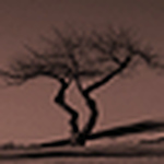 Buddy Icon