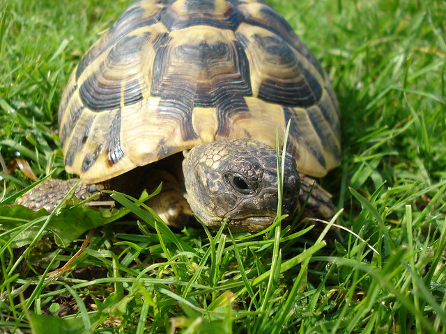 Schildkröte (1)