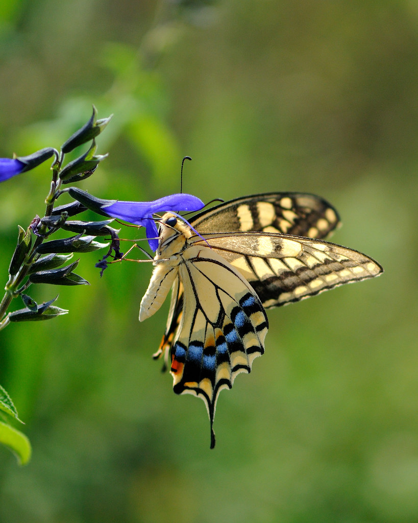 キアゲハ | キアゲハ 学名 Papilio machaon サルビアグラニチカ Salvia