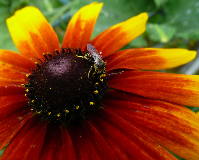 Small bee on Rudbeckia Gloriosa