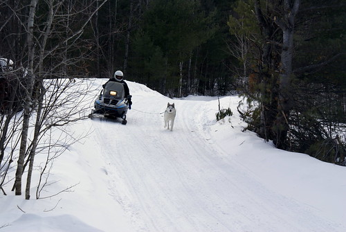 winter dog husky february snowmobile siberanhusky