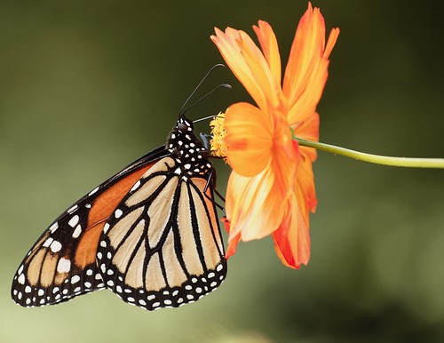 butterfly © monarch raleighnc jcraulstonarboretum garyburke zuiko70300mm orangeflowerthingy olympuse620