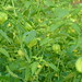 tomatillos2010aug12-2