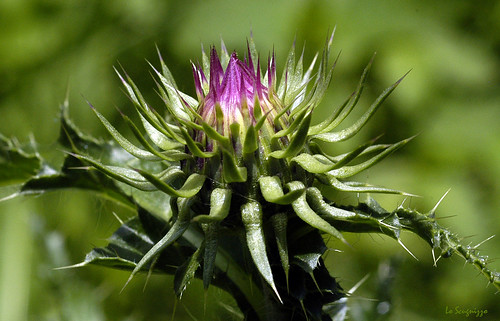 CARDO MONTANO  ( Cirsium Montanum ) by Pier☯ * ON/OFF....VERY BUSY