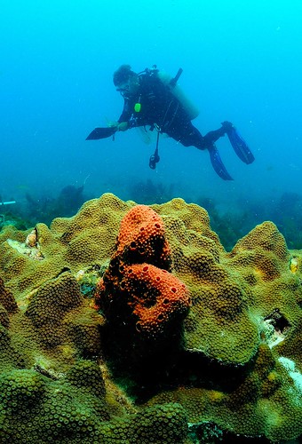 Coral Reef Research