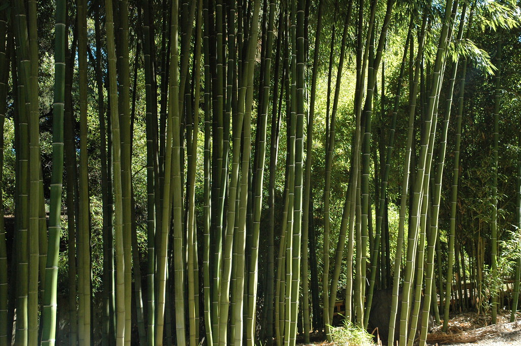 Hakone Gardens, Saratoga