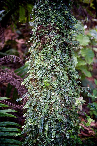 botany fringe. | by Peter Rivera