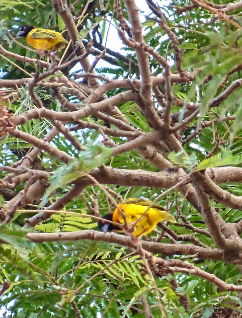 Black & Yellow Weaver Bird