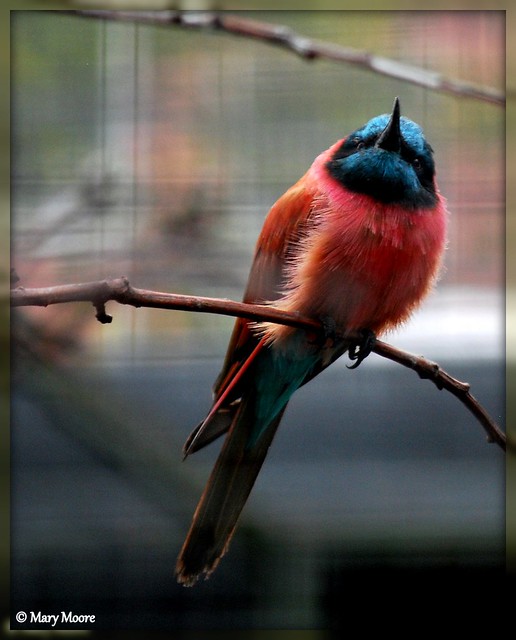 Southern Carmine Bee Eater, Cologne Zoo