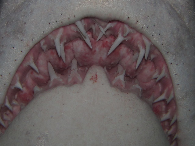 Sand tiger shark (Carcharias taurus) teeth