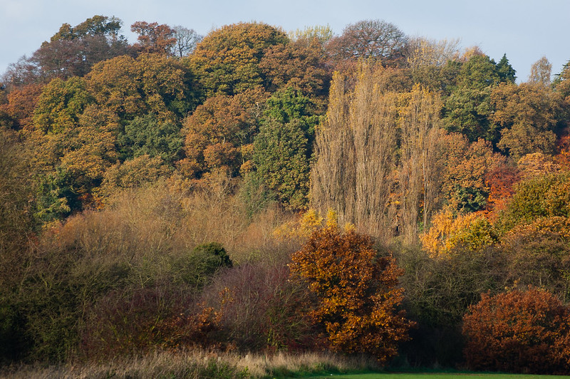 Autumn: Tettenhall ridge