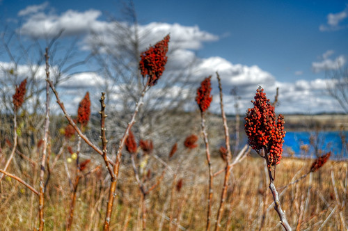 DMT_20101114130227 by Felicia Foto, Clinton State Park, Clinton KSred nature rural geotagged botanical lawrence flora nikon kansas hdr h