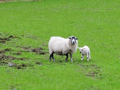 Sheep near Clunes