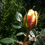 A rosebud