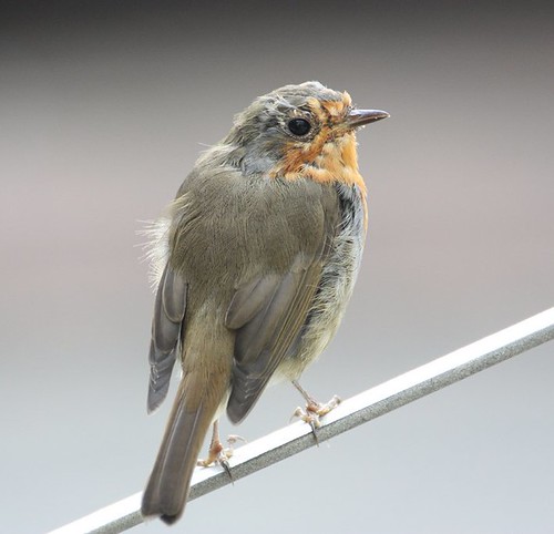 Ragged Robin (on Autumnwatch red button 2010) | by shelleyK2
