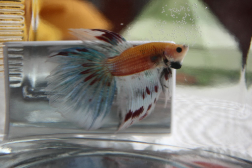 PetSmart