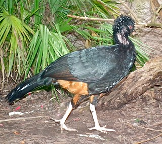 Red-billed Curassow | by P. Stubbs photo