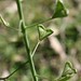 Flickr photo 'Capsella bursa-pastoris (Shepherd's Purse) - weed' by: Arthur Chapman.