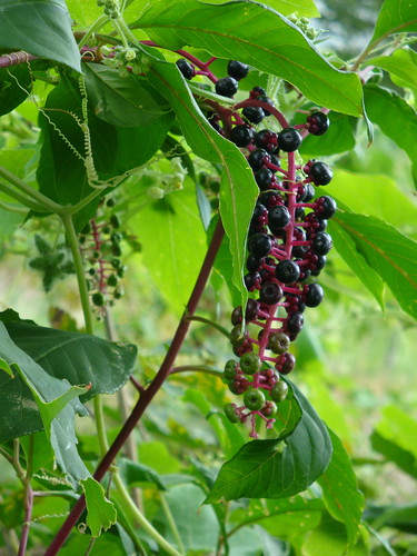 Black pokeberries on branch | Sarah Warren | Flickr