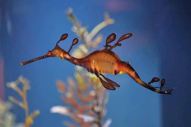 Weedy Sea Dragon - Scripps Aquarium, La Jolla