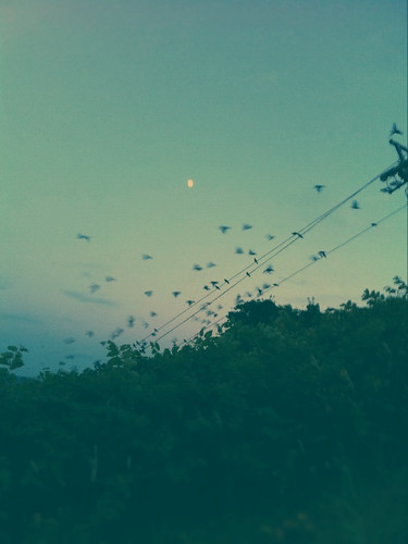 blue autumn sunset green bird japan hokkaido september crows niseko iphone tiltshift